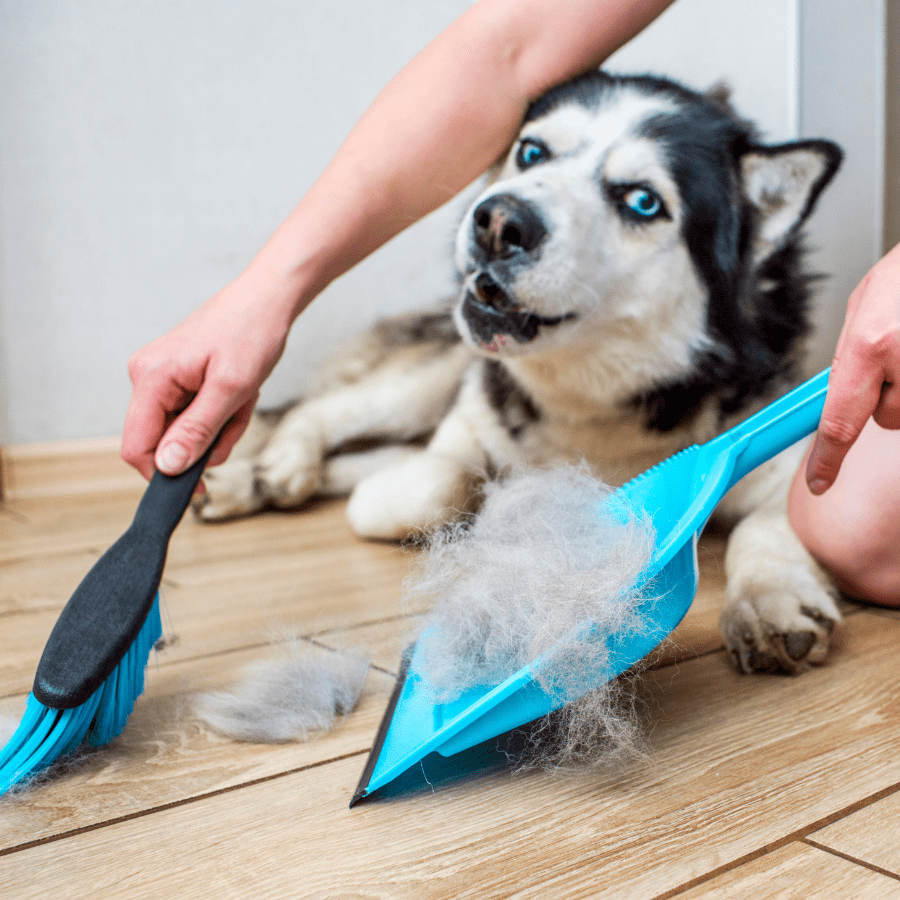 Understanding Pet Hair and Its Impact on Your Home Understanding Pet Hair and Its Impact on Your Home