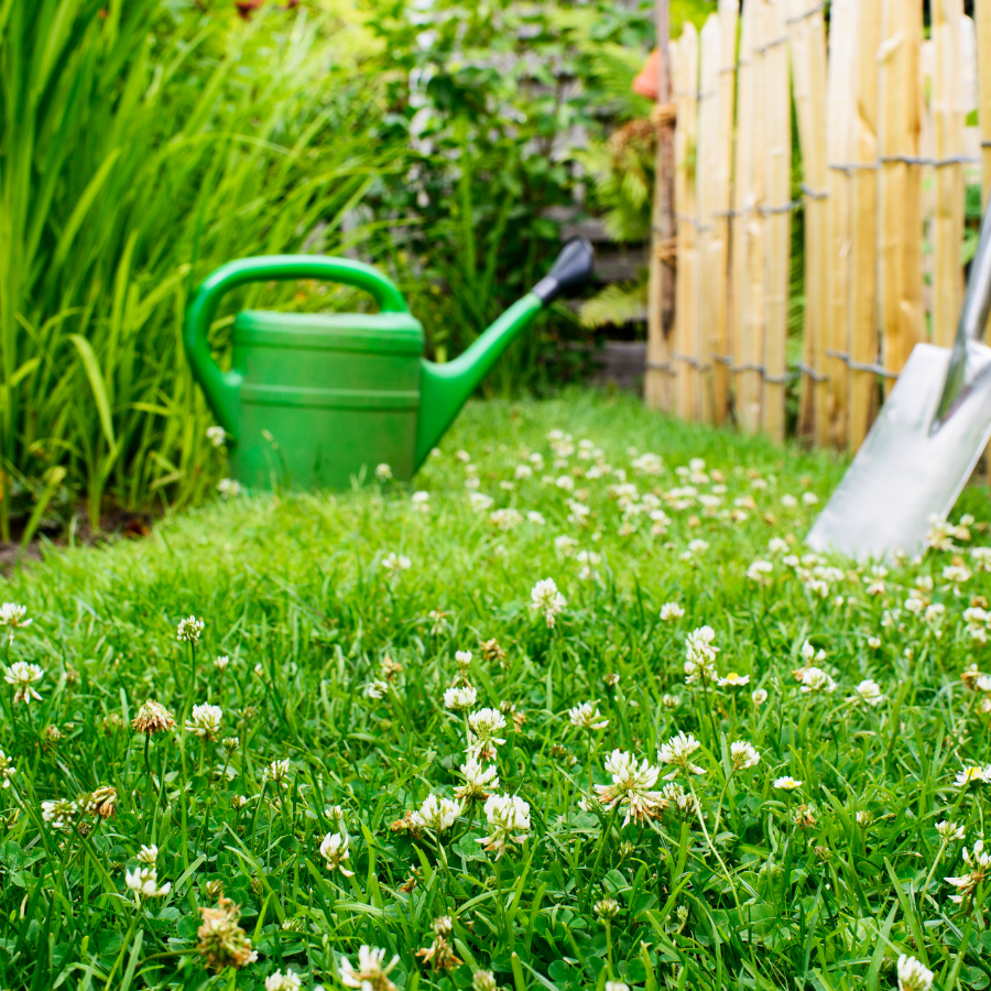 Embrace Sustainability with a Native Clover Lawn