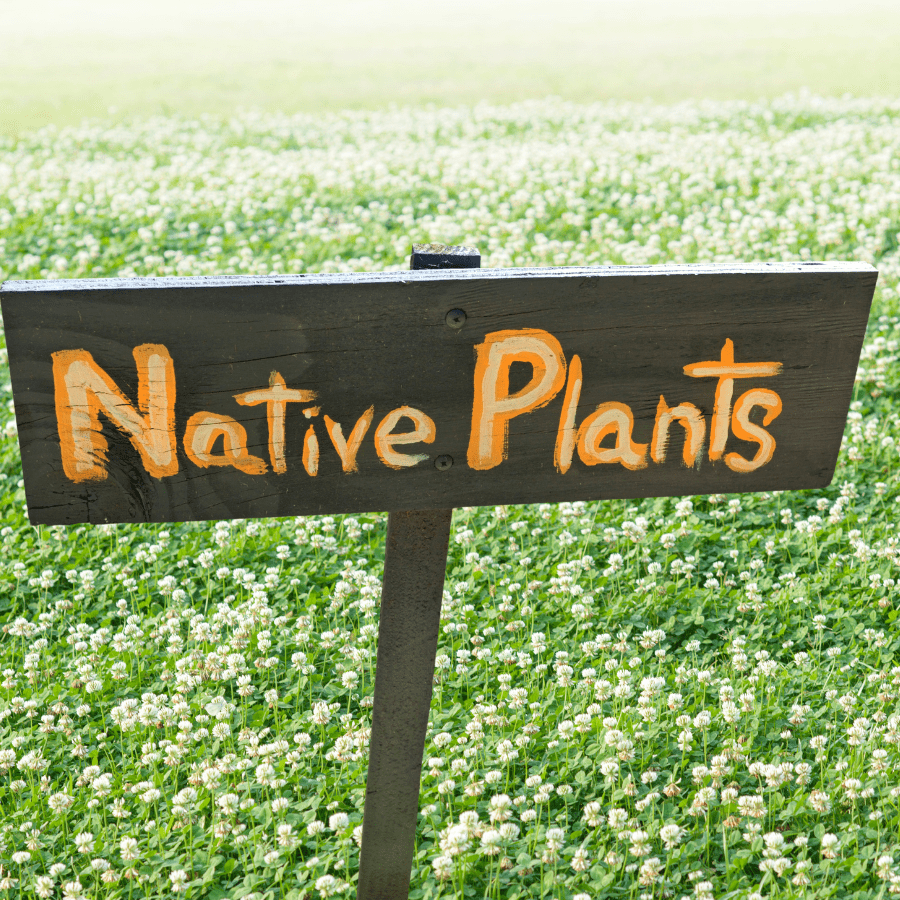 Why Choose Native Plants for Your Lawn?