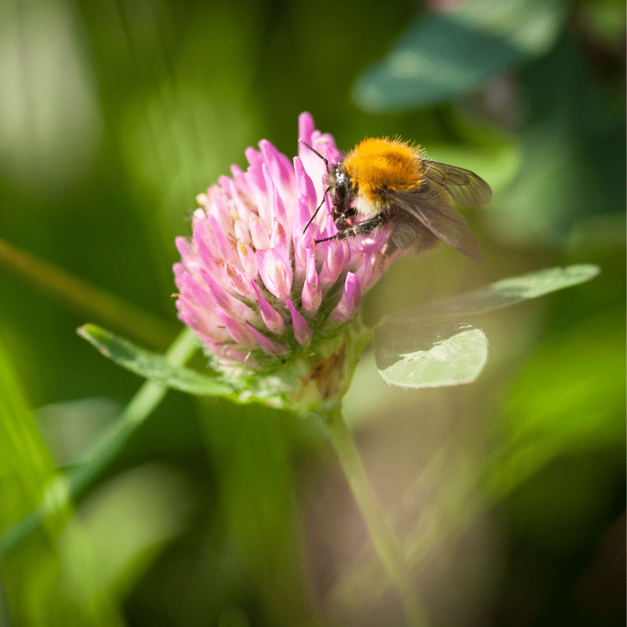 Managing Clover Bloom and Bees