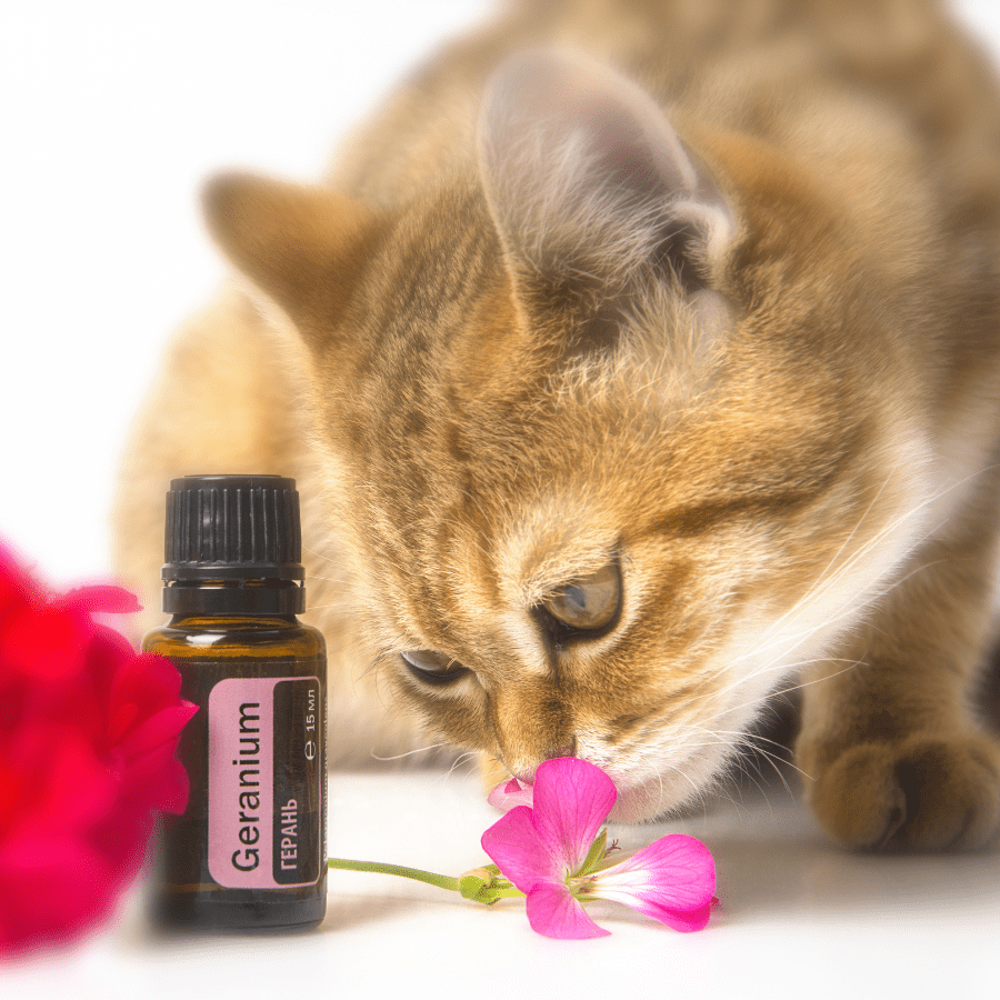 Safety Tips for Using Homemade Air Fresheners