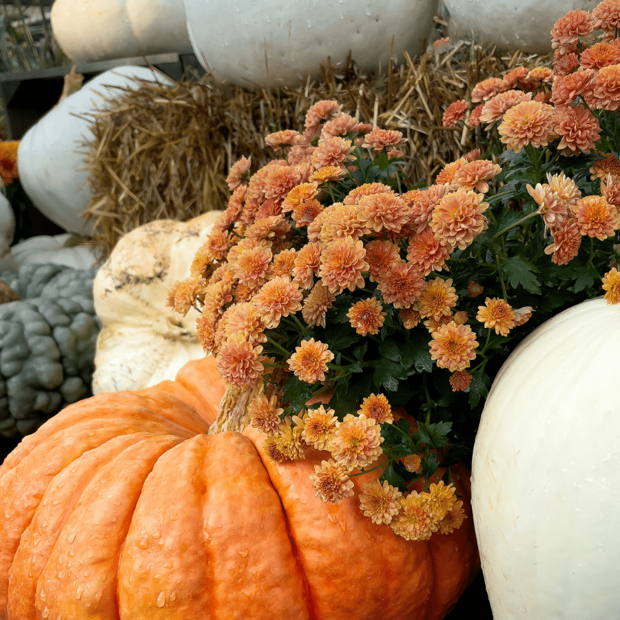 collection of pumpkins, gourds and orange flowers depicting fall scene