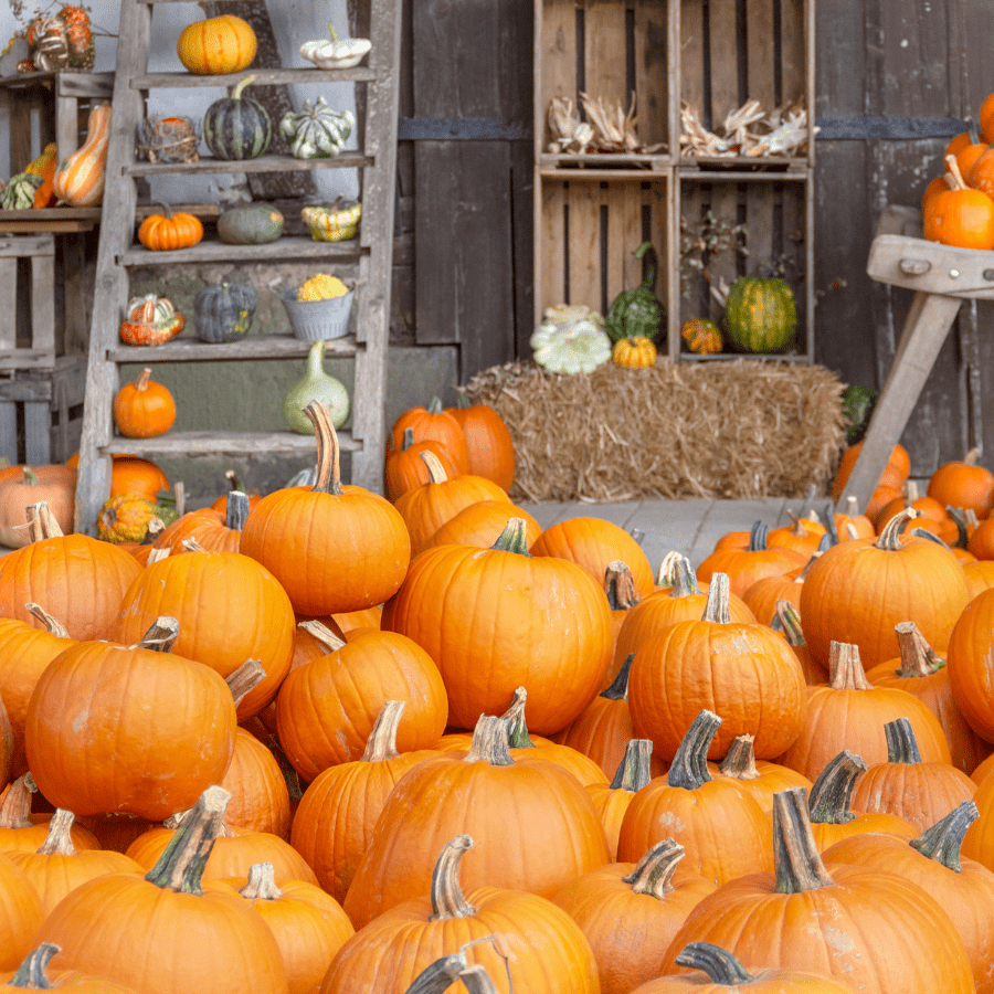 Preparing for Pumpkin Carving: A Beginner's Overview