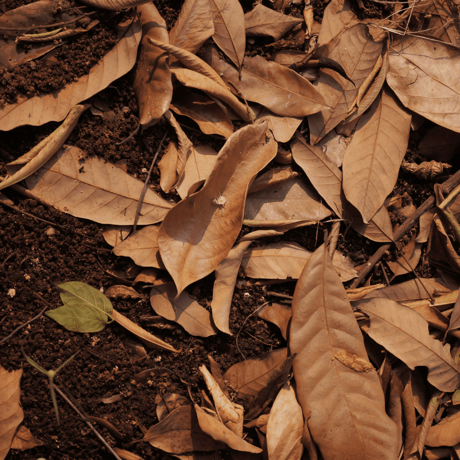 The Benefits of Leaving Leaves on Your Lawn