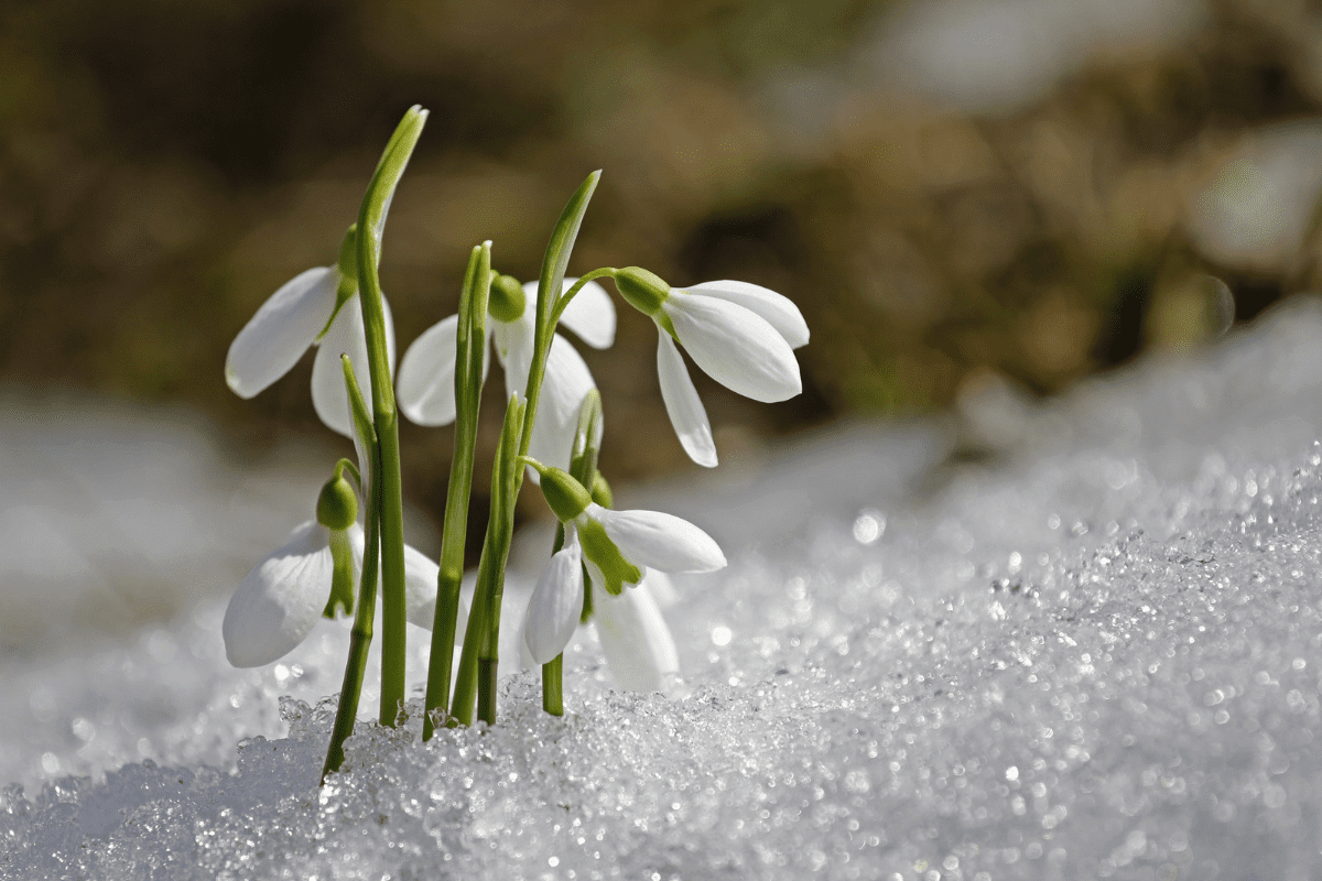 Preparing Your Home for Spring Allergies: Cleaning Tips to Reduce Pollen & Dust