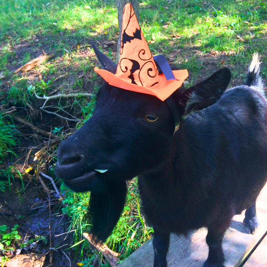 Must-Visit Places in STL for an Unforgettable Halloween