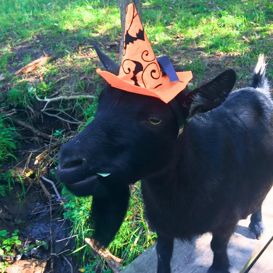 Must-Visit Places in STL for an Unforgettable Halloween