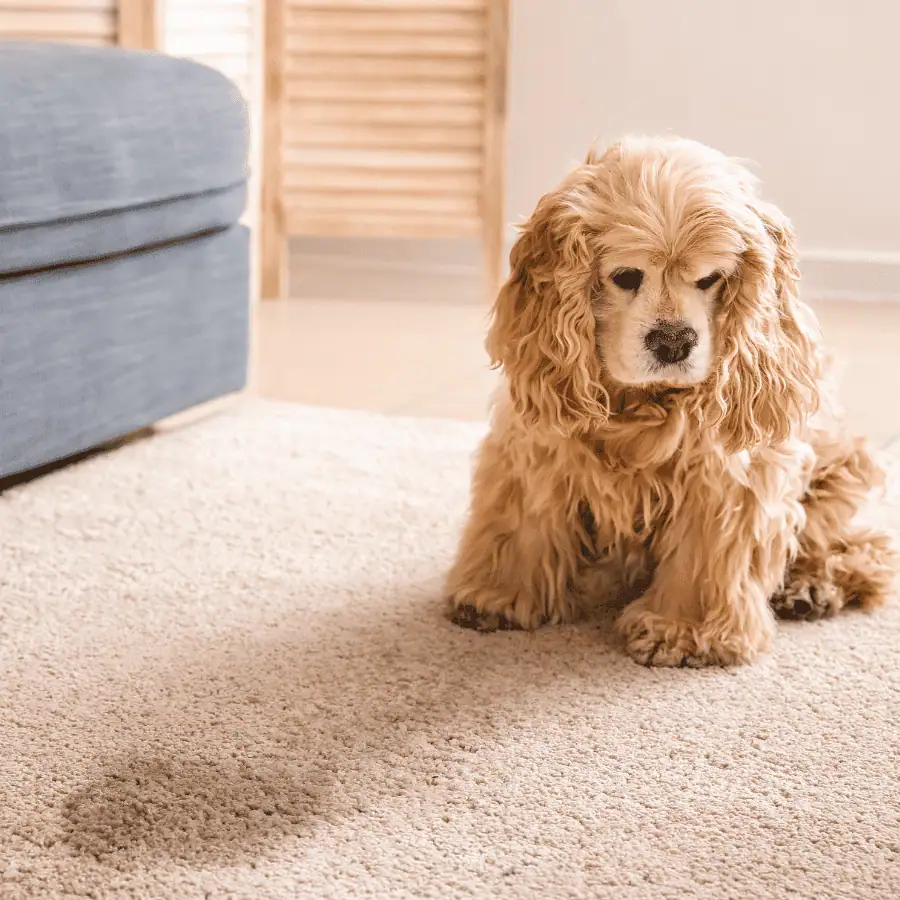 2. Pet Owners’ Guide to Carpet Maintenance