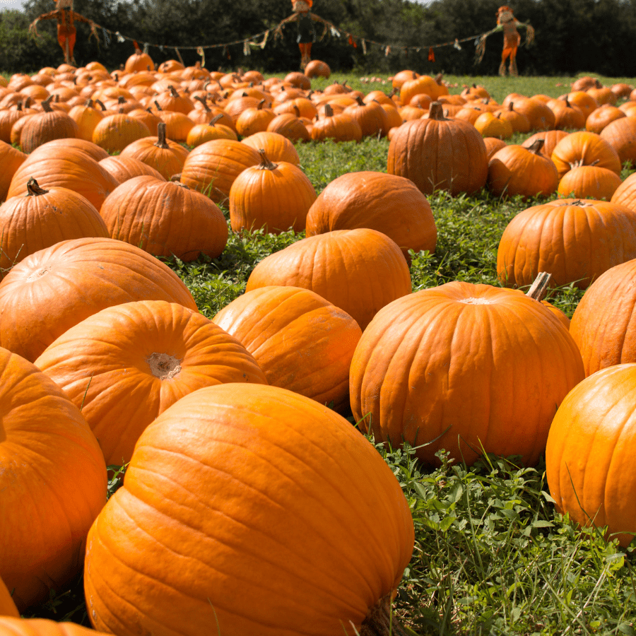 Enchanting Family-Friendly Activities