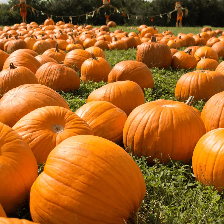 Enchanting Family-Friendly Activities