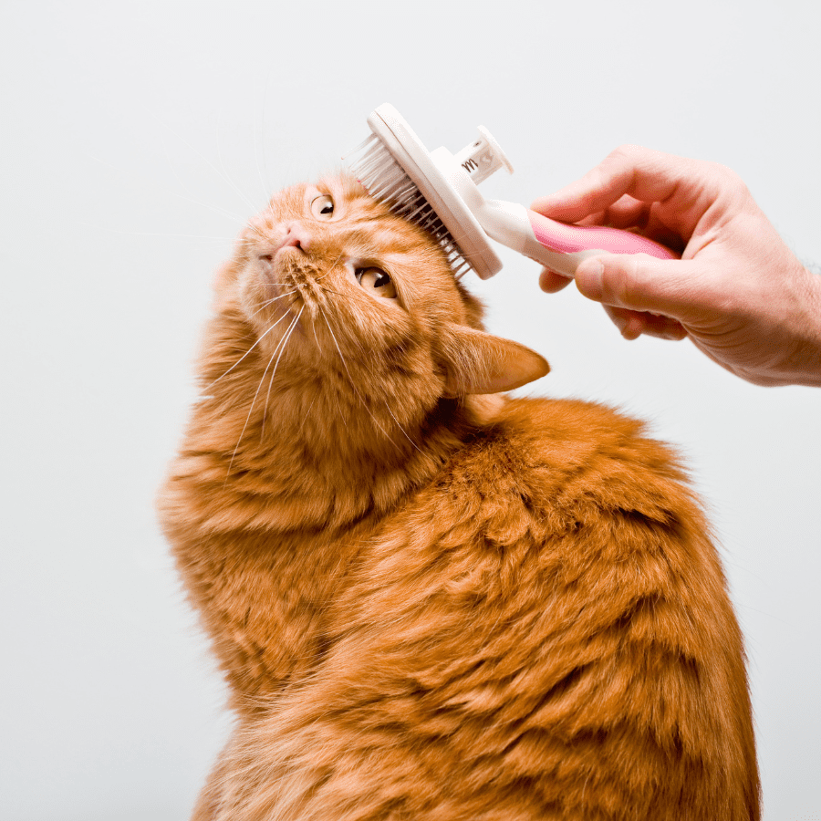 9. Ensure Pets are Groomed Frequently to Minimize Dander