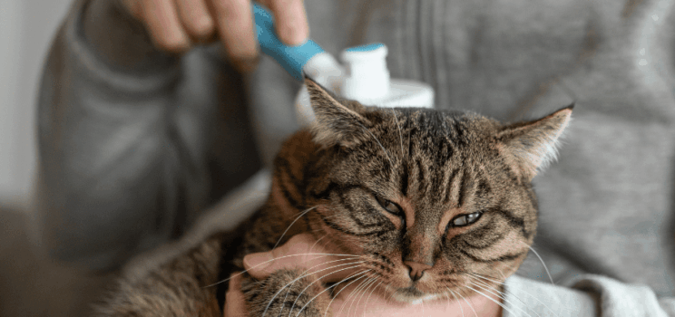 Embrace Sustainability with a Native Clover Lawn