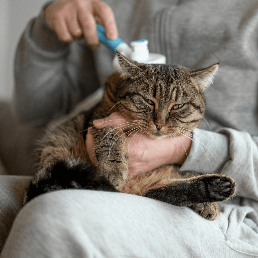 Daily Routines to Minimize Pet Hair Accumulation