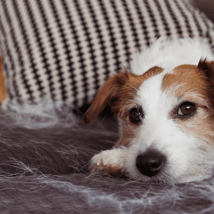 Deep Cleaning Strategies for Pet Owners