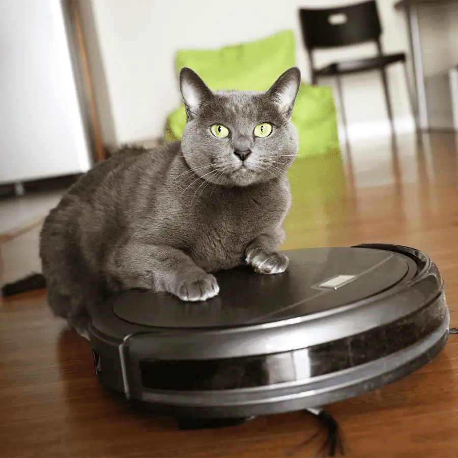Creating a Pet-Friendly Yet Stylish Living Space