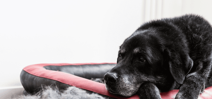 Pet Hair Maintenance: Expert Tips from a Cleaning Service