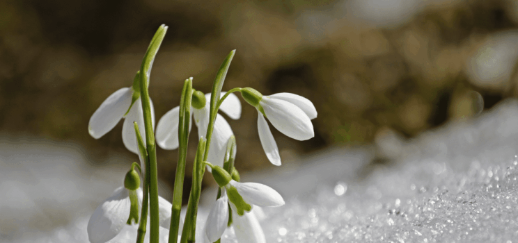 Preparing Your Home for Spring Allergies