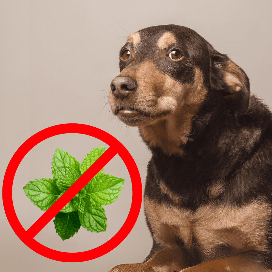 Safety and Precautionary Measures When Cleaning with Essential Oils