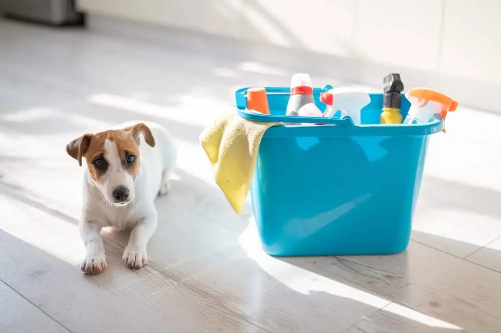 How to Clean When You Have Pets